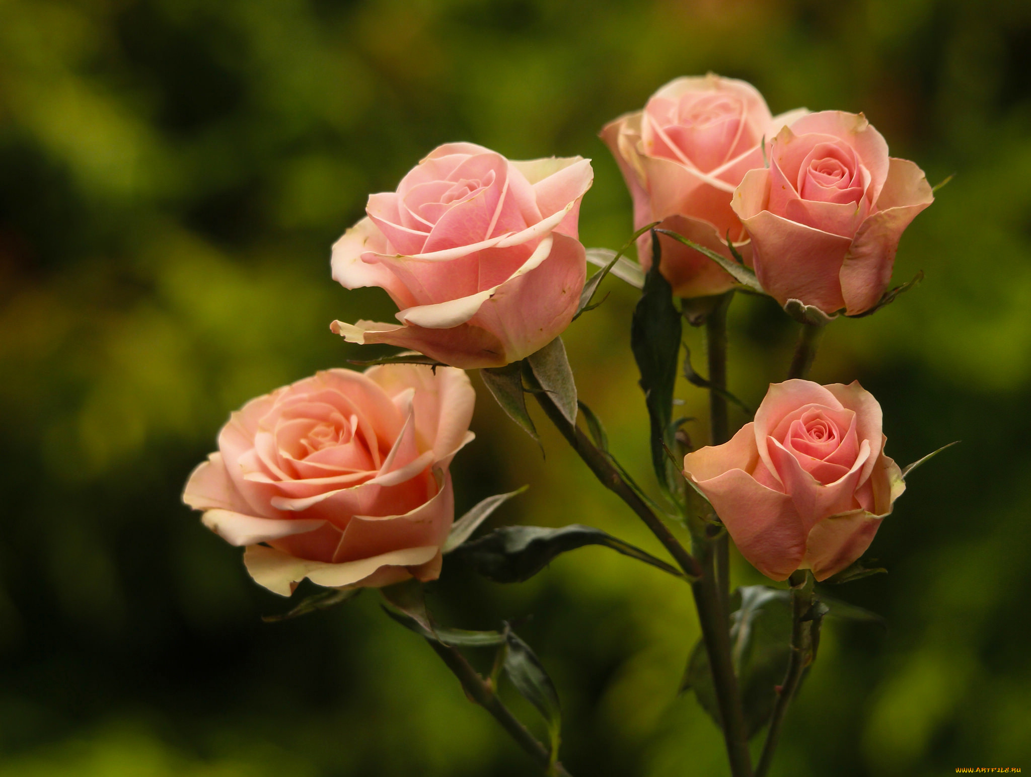 Цветы розы фото. Роза Куинз дей. Роза Мариса. Красивые розы. Розы картинки.